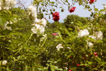 Red and white flowers in the meadow beyond the serene village.