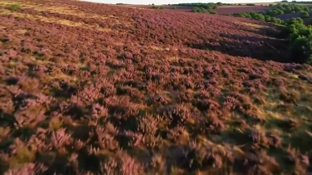 Aerial view of a purple-pink heath landscape