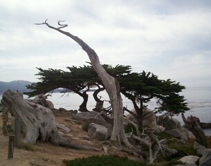 dead tree on the shore of a lake