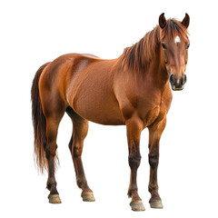 Obraz premium Brown horse standing confidently in a studio setting with a clean white background in bright lighting