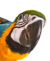 Blue-and-yellow macaw in studio