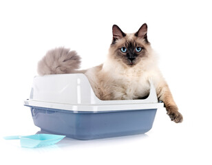  litter box in studio