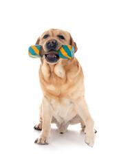 adult labrador retriever