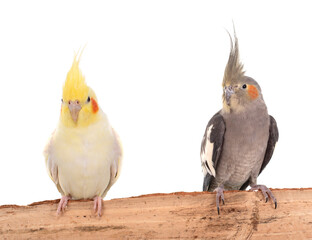 Cockatiels in studio