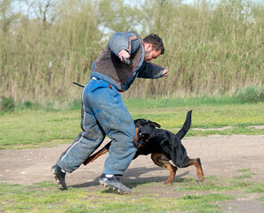 training of rottweiler