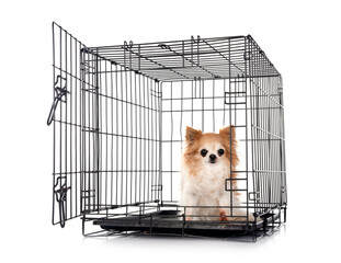 chihuahua and cage