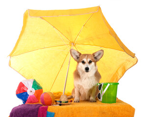 Pembroke Welsh Corgi