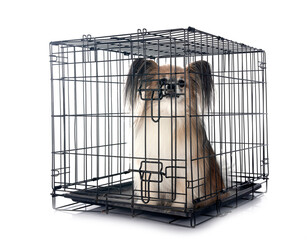 papillon dog in cage in studio
