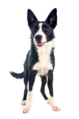 young border collie