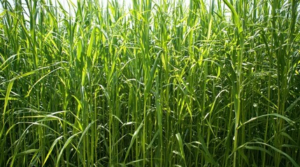 A lush green field of tall grass with sunlight filtering through the leaves.