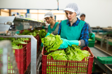 Young female employee of factory for sorting and processing agricultural products working near conveyor line, packing selected green lettuce into veg delivery boxes
