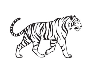Fototapeta premium A black and white line drawing of a full tiger in profile view isolated on transparent background, PNG 