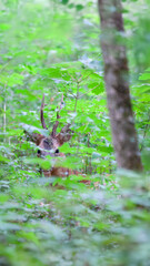 Portrait of lying roe deer buck in the midst of young maples in an undergrowth. Capreolus...