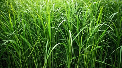 A lush green field of tall grass with a few scattered leaves in the background.
