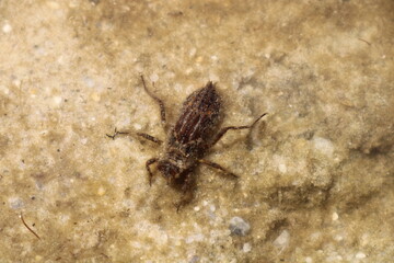 Dragonfly larva