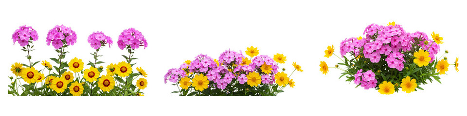 Floral Array: A collection of vibrant, freshly bloomed flowers in a burst of color, bringing nature's beauty to life, creating a visual delight.