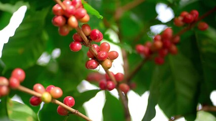 07 Coffee Bean in Thailand - Powered by Adobe