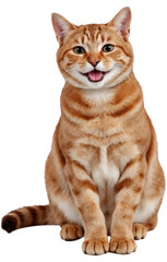 Obraz premium Smiling cat isolated on a transparent background. Great for use in creative projects, pet-themed designs, or digital content needing a cheerful feline image.