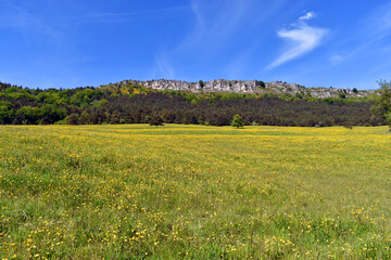 Landscape with yellow flowers in Valderejo Natural Park, Basque Country, Spain