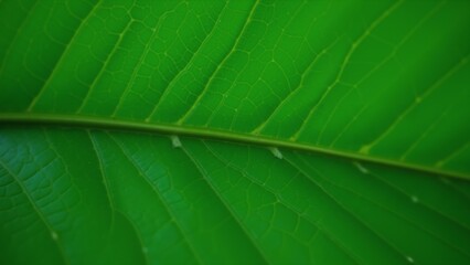 Obraz premium Detailed close-up of aged copper with beautiful patina – greens, blues, browns, showcasing texture & color variation.\n\n, ultra detailed, 8k resolution, HDR, professional