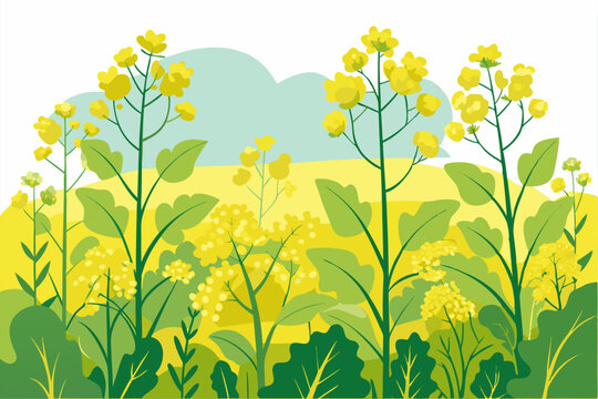 Mustard Seed Plant Images  Browse 24,592 Stock Photos, Vectors, and Video  | Adobe Stock