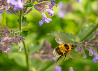 Flying bumblebee near purple flowers in vibrant summer meadow. Close-up macro image showing details of fuzzy body and wings in motion