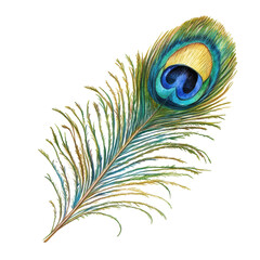 Obraz premium Vibrant peacock feather resting on a plain background showcasing intricate patterns and colors