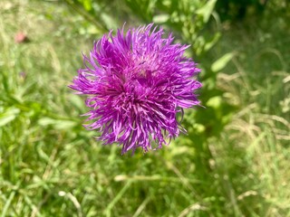Purple Texas false thistle in full bloom