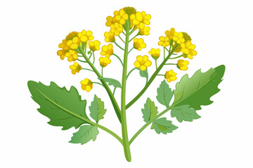 Botanical illustration of mustard plant with yellow flowers, green leaves, black and yellow mustard seeds, and seed pods. Herbal and culinary-themed flat lay design on a white background, ideal for ed
