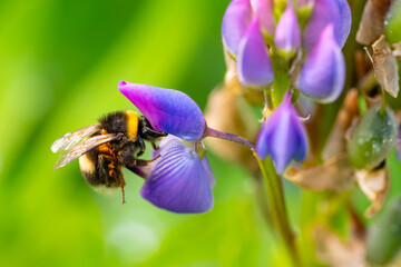 A red tailed bumblebee (Bombus) pollinating colorful lupine flowers on a sunny spring day. Macro closeup
of the useful insect with round body covered in fluffy soft hair and transparent wings.