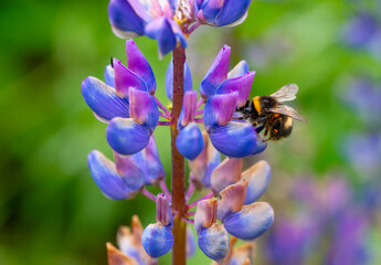 A red tailed bumblebee (Bombus) pollinating colorful lupine flowers on a sunny spring day. Macro closeup
of the useful insect with round body covered in fluffy soft hair and transparent wings.