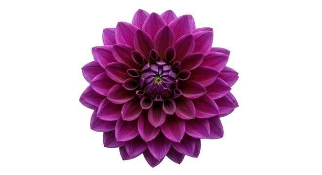 A purple dahlia flower with many petals arranged in concentric circles against a white background - Powered by Adobe