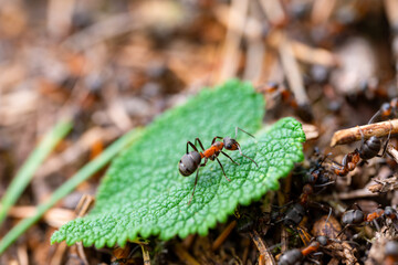 Red wood ant (Formica rufa) on a fresh green leaf at its anthill or nest - a mound of twigs and conifer
needles, situated in a woodland clearing in Sauerland. Macro of small animal, selective focus.