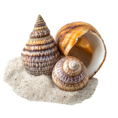 Group of sea shells with spiral patterns resting on clean white sand on a white background