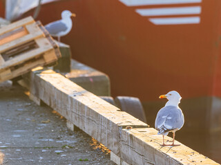 Seagulls perched on harbor pier during golden hour in Sweden near moored boats