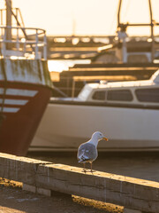 Seagull perched on wooden pier at harbor in Sweden during golden hour near boats