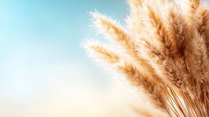 Beautiful pampas grass sways gently against a soft blue sky, capturing the essence of nature's elegance and the peaceful feeling of simplicity in the environment around us.