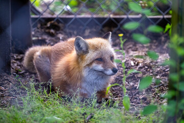 Curious red fox resting in a natural habitat surrounded by greenery