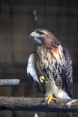 Majestic hawk perched on a wooden branch in a natural habitat setting