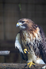 Majestic hawk perched on a wooden branch in a natural habitat setting