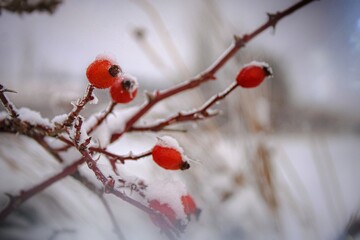Red berries in snow