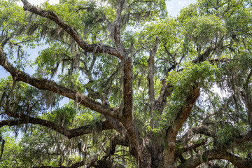 Majestic live oak tree draped in Spanish moss under bright blue sky