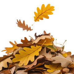 Fototapeta premium Pile of yellow and brown oak leaves with a few falling gently isolated transparent background