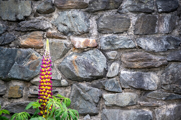 Lupine vor Steinmauer