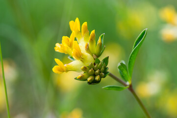 Wundklee Blüte seitlich