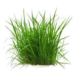 Fototapeta premium Green blades of grass stand tall in a clump against a bright white background