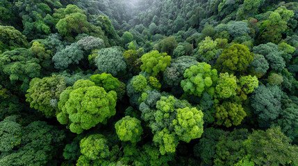 Naklejka premium dense rainforest in armenia at high noon captured from topdown perspective