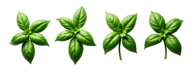 A set of four green leaves