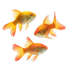 Naklejka premium Three golden ornamental fish captured in motion with elegant tail flow and bright red-orange gradient isolated transparent backgrou
