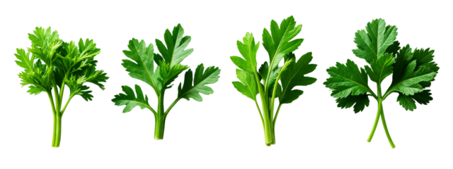 A set of four different views of a parsley plant.
